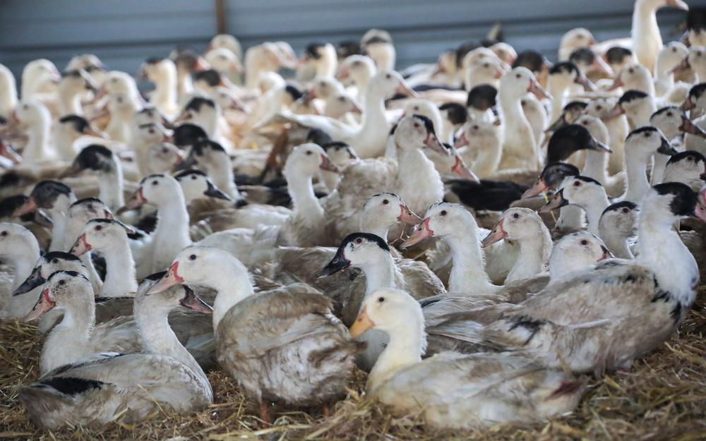 Canards ALGAV
