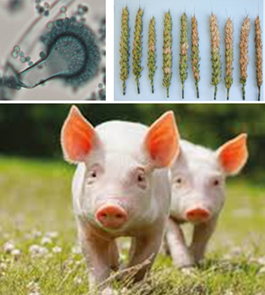ExpoMycoPig