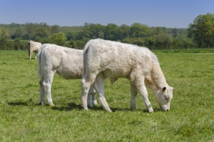 FEEDLAME