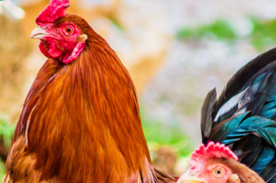 Coq qui se tient debout
