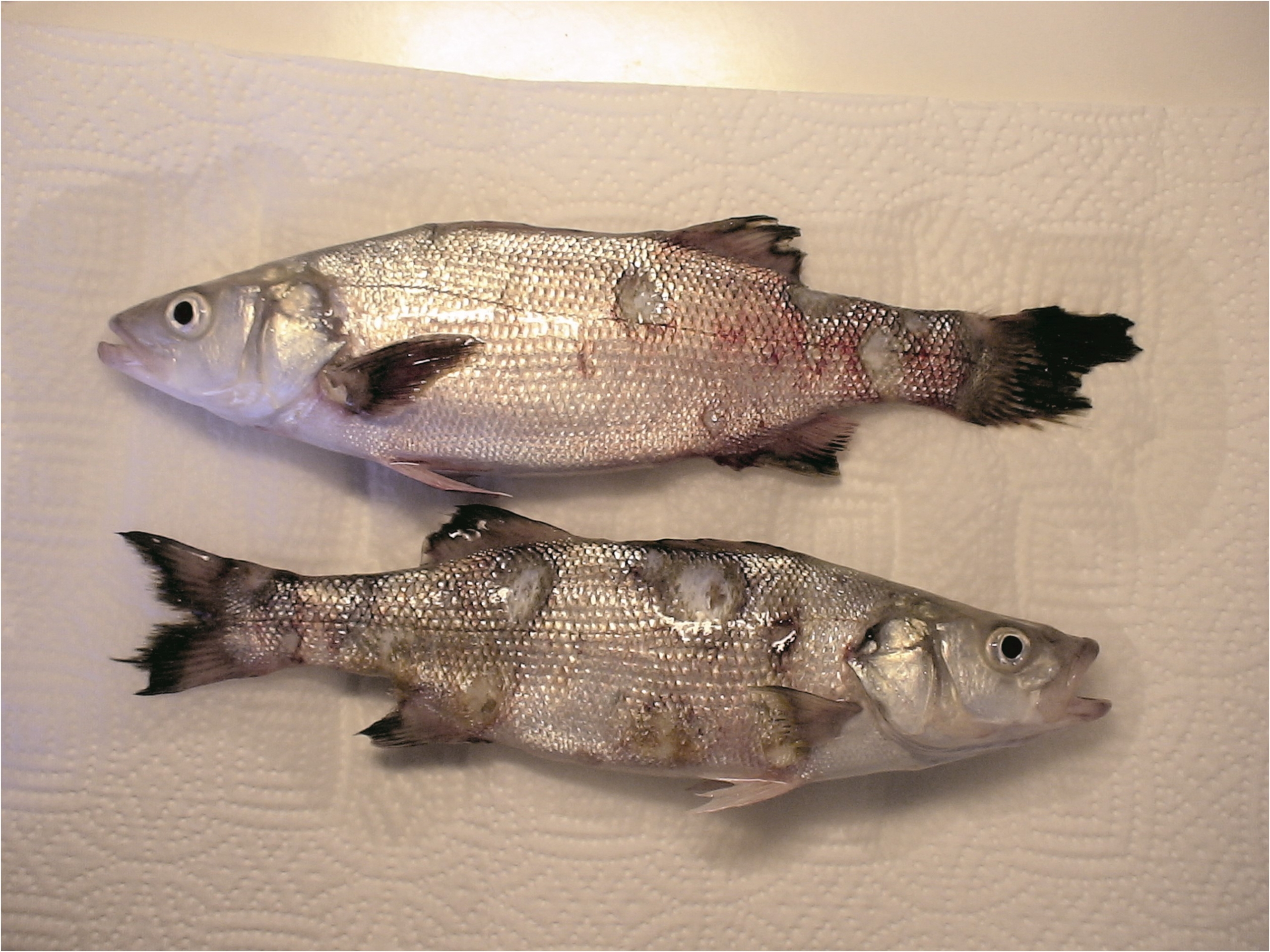 poissons sur une feuille de papier absorbant