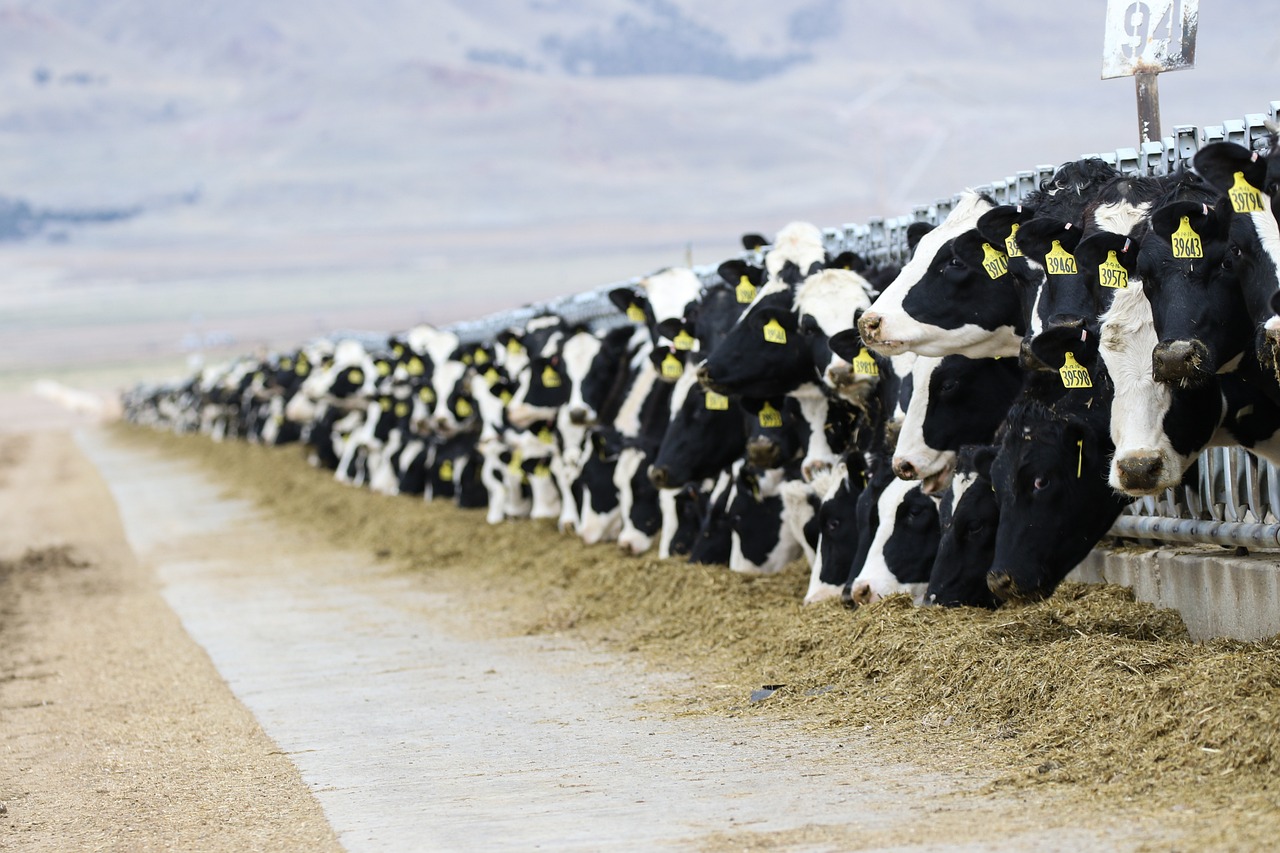 Bovin lait mangeant