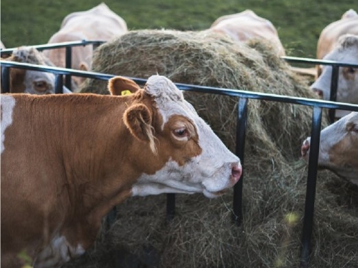 Vaches au râtelier dans un pré
