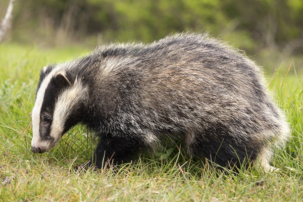 furet en pleine nature