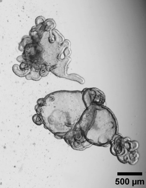 Image au microscope