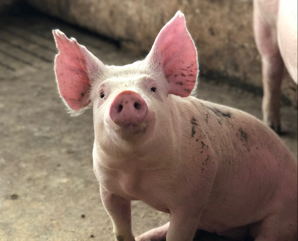 Porc d'élevage