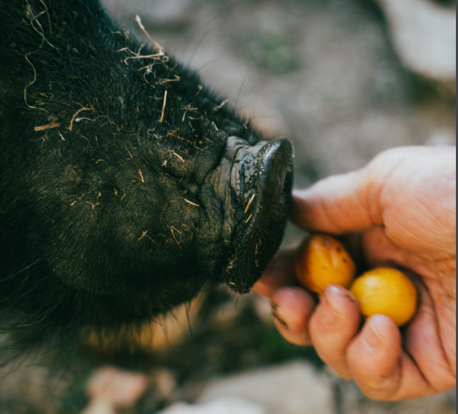 Cochon qui mange des fruits dans une main