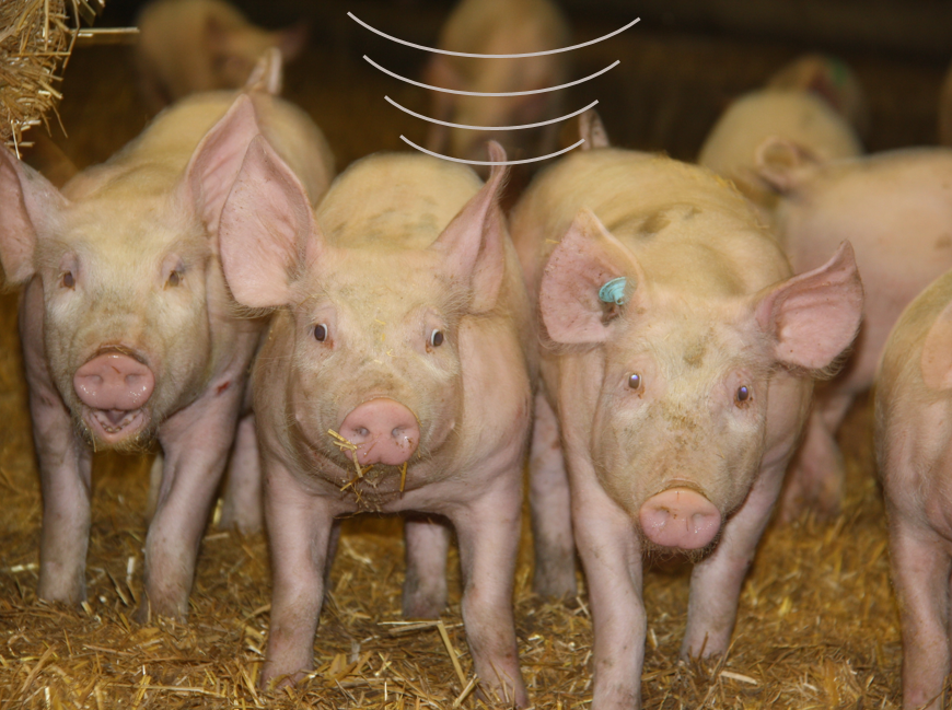 Porcs sur paille