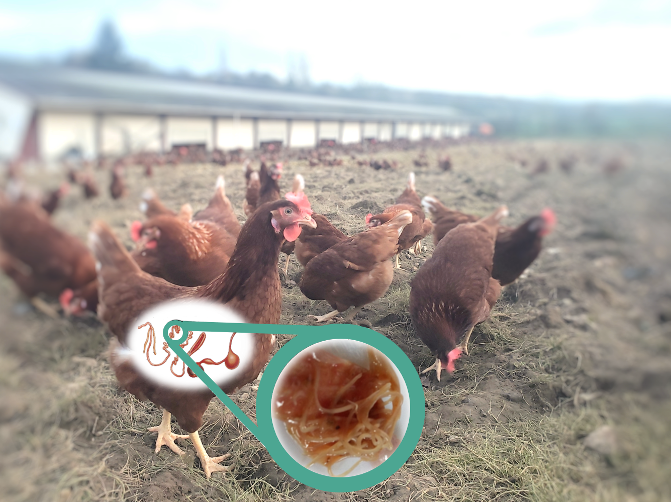 Poule et ascaris